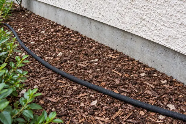 Soaker hose laid in mulch a short distance from a concrete foundation edge